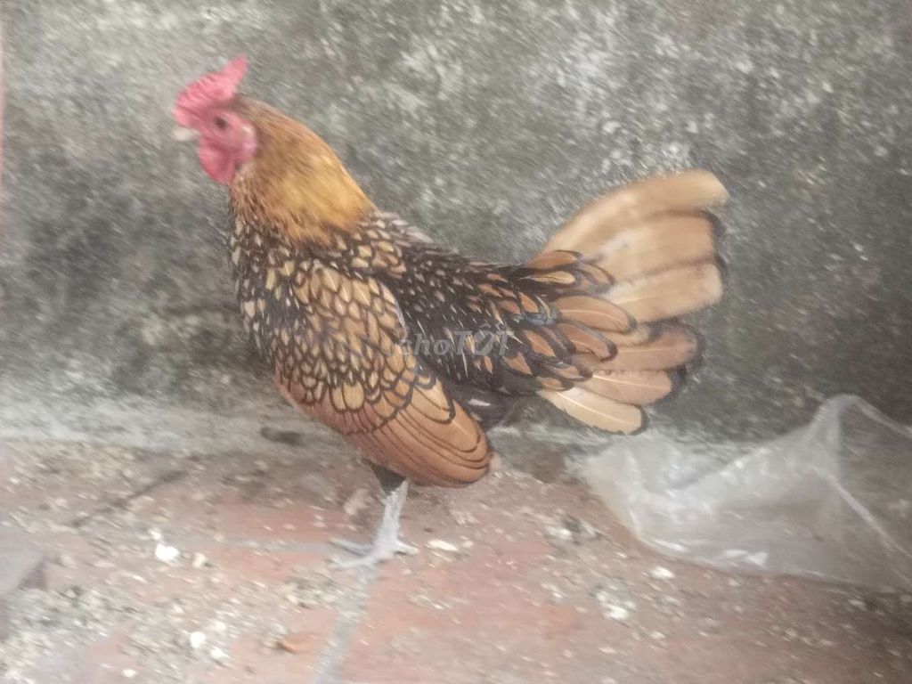 Gà vảy cá. Mua bán Gà tại Quận 5 Tp Hồ Chí Minh được đăng bởi Phạm minh duc hình 1
