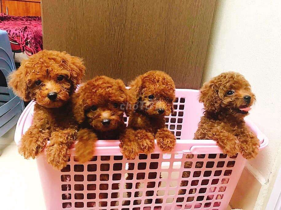 Poodle Siêu Cute Nhiều Màu