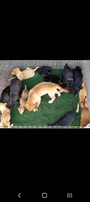 Chó ta lai con 2 tháng tuổi