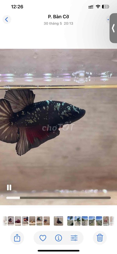 Cá Betta Plakat Blackgold Trống 3-3.5cm. Mua bán Thú cưng khác tại Quận 3 Tp Hồ Chí Minh được đăng bởi Long hình 1