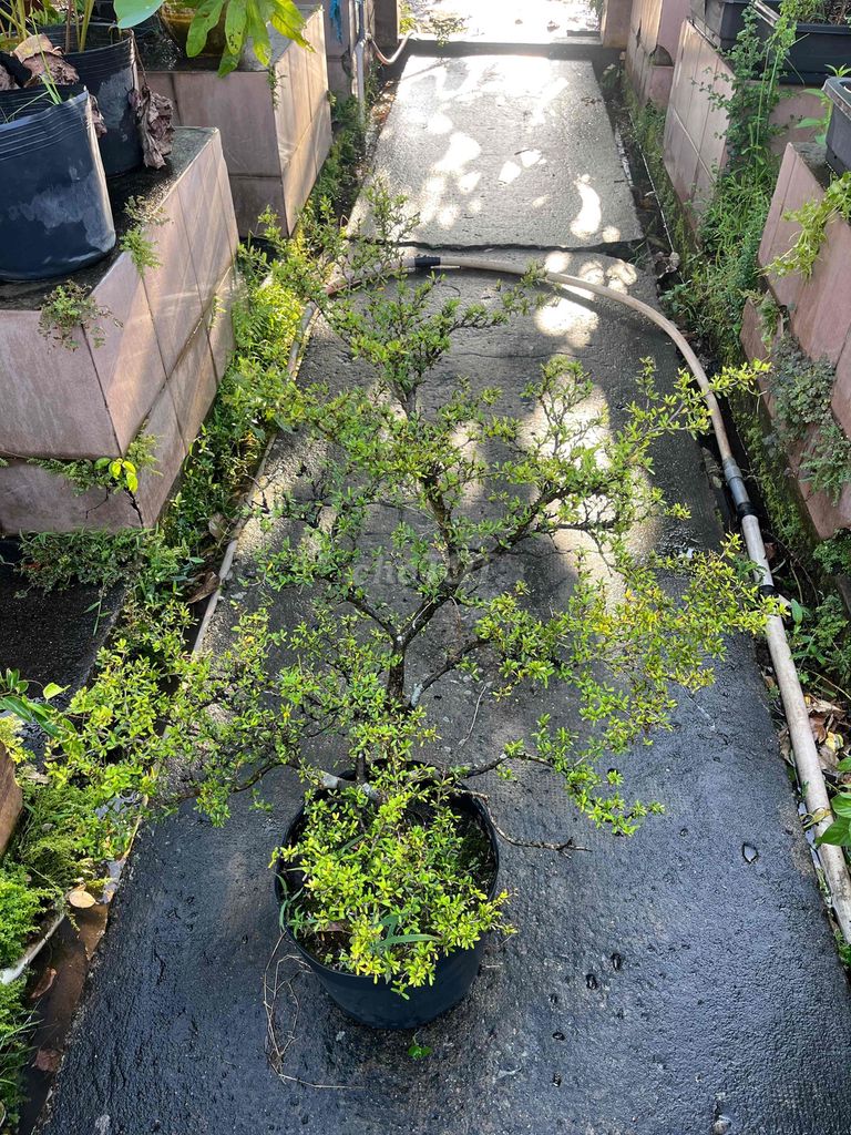 Cây cảnh Linh sam 60cm hoa tím. Mua bán Cây cảnh, đồ trang trí tại Thành phố Thủ Đức Tp Hồ Chí Minh được đăng bởi Bảo hình 1