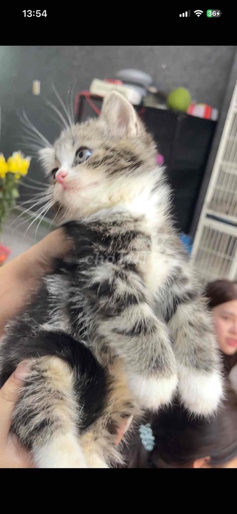 Mèo Anh lông ngắn đực. Mua bán Mèo tại Quận Gò Vấp Tp Hồ Chí Minh được đăng bởi Mỹ Huyền Trần Thị hình 1