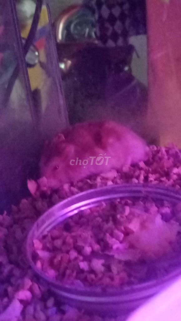 Chuột Hamster Trắng sọc. Mua bán Thú cưng khác tại Thành phố Thủ Đức Tp Hồ Chí Minh được đăng bởi Thanh Tam hình 1