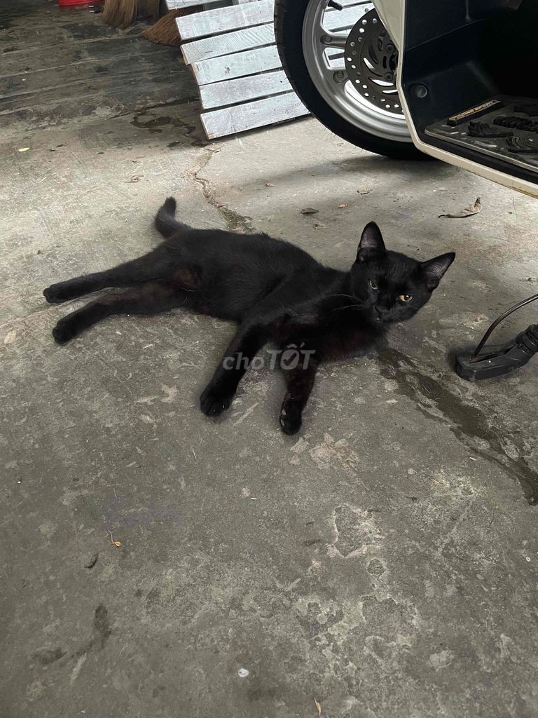 Mèo Đen. Mua bán Mèo tại Quận Ngô Quyền Hải Phòng được đăng bởi Nguyễn Động hình 1