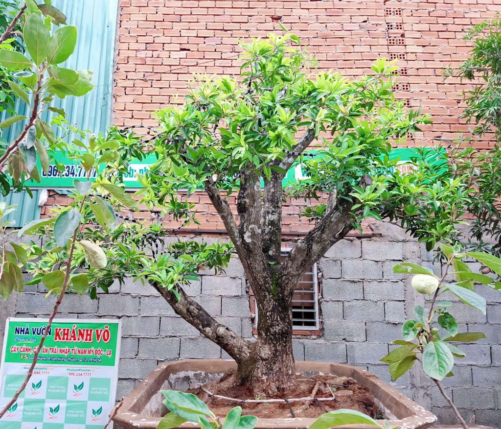 Bán cây Hồng xiêm tứ quý bonsai lớn tại Sài Gòn