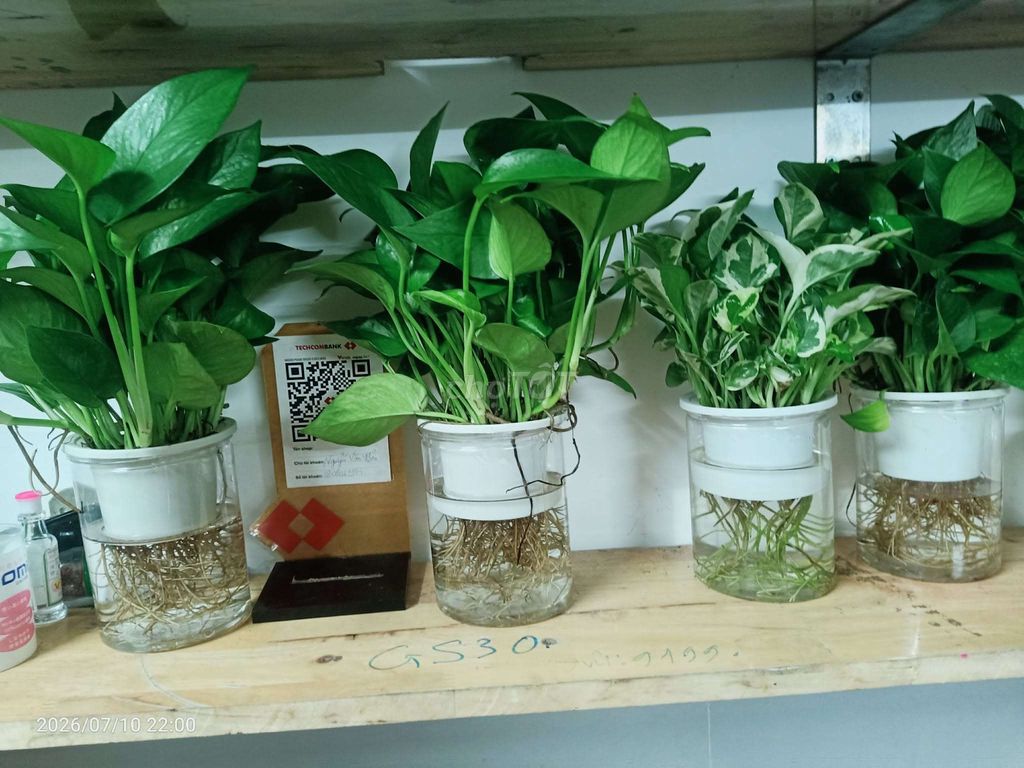 Cây cảnh Trầu bà Xanh lá dễ chăm sóc. Mua bán Cây cảnh, đồ trang trí tại Quận Gò Vấp Tp Hồ Chí Minh được đăng bởi Loc Nguyen hình 1