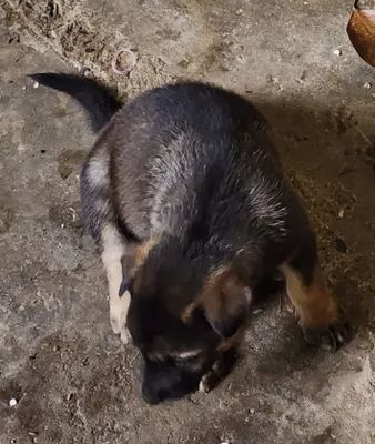 Tặng chó con và pass đồ dùng của chó. Mua bán Phụ kiện, Thức ăn, Dịch vụ tại Thành phố Thủ Đức Tp Hồ Chí Minh được đăng bởi Nguyễn Anh Tuấn