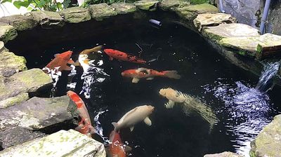 Cá Koi F1 To Đẹp Lâu Năm