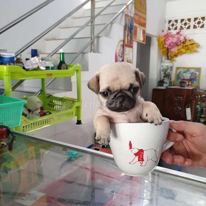 [ *** ] Bé Pug TEACUP Thuần Chủng