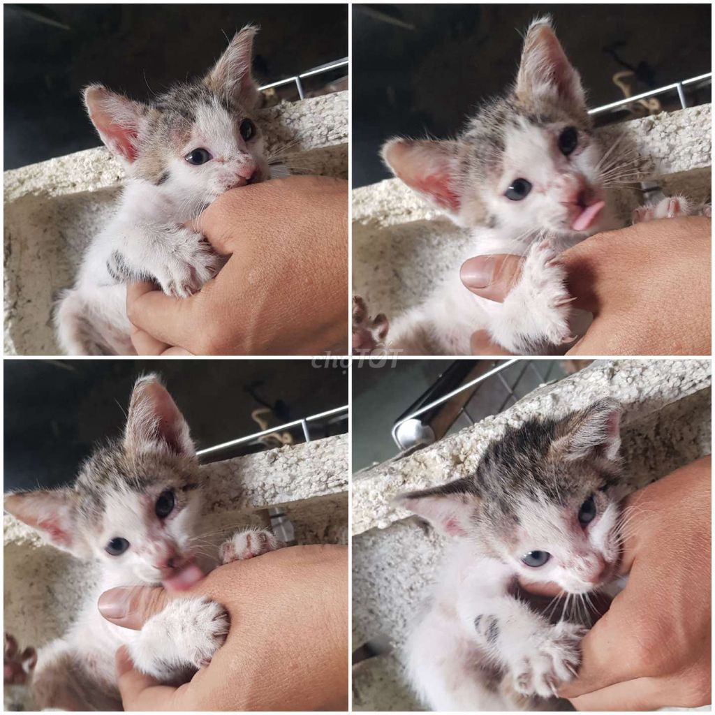 CHO MÈO CON ĐỰC. Mua bán Mèo tại Quận 12 Tp Hồ Chí Minh được đăng bởi Mr Thái quan12 hình 1