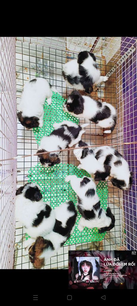 Chó Poodle lai Corgi đực đã tiêm. Mua bán Chó tại Huyện Hóc Môn Tp Hồ Chí Minh được đăng bởi fb NH Táo bán điện thoại và chó mèo có ship hình 1