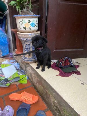 Bán chó. Mua bán Chó tại Quận Thanh Xuân Hà Nội được đăng bởi Tên chưa cung cấp