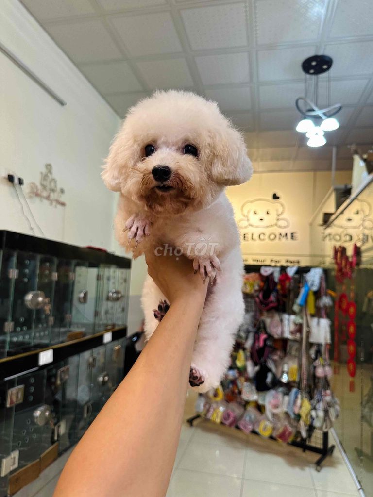 nhượng lại bé poodle size nhỏ tầm 2kg. Mua bán Chó tại Quận Cẩm Lệ Đà Nẵng được đăng bởi VG hình 1