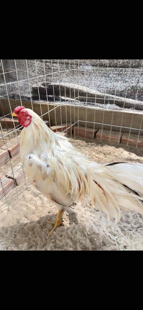 zin 2kg hàng nhanh chơi. Mua bán Gà tại Huyện Đức Hòa Long An được đăng bởi Gà Đá Long AN hình 1