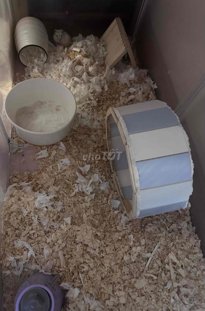 pass chuột hamster dữ cắn, wheel 19cm, bình nc. Mua bán Thú cưng khác tại Quận Hoàng Mai Hà Nội được đăng bởi Phạm Phương Anh hình 1