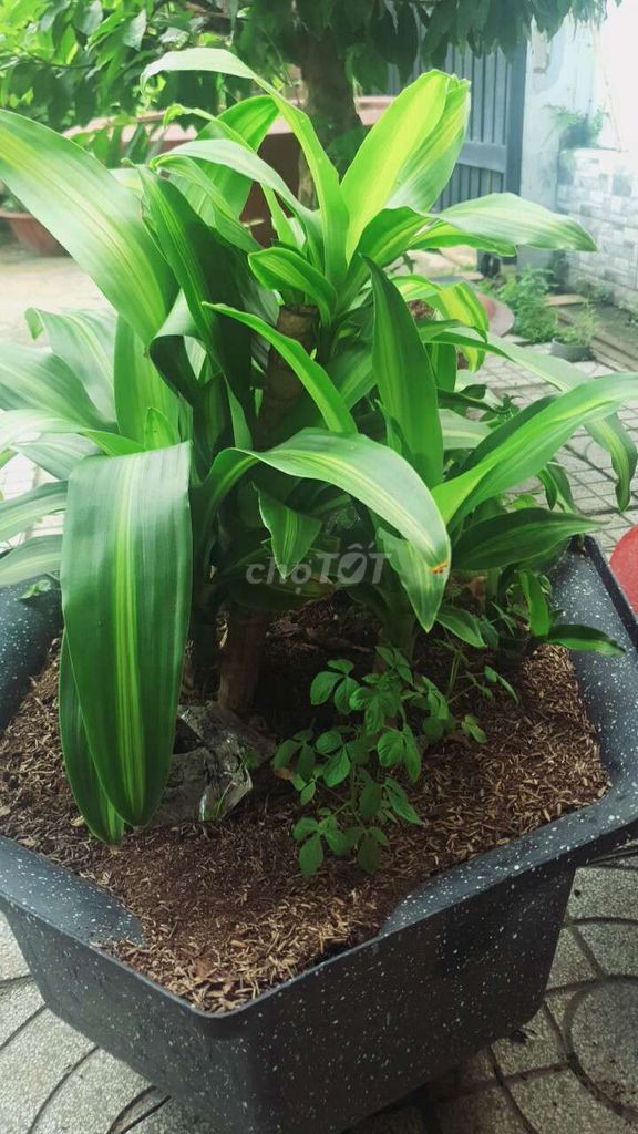 Cây Phát Tài Lá Sọc Vàng. Mua bán Cây cảnh, đồ trang trí tại Thành phố Thủ Đức Tp Hồ Chí Minh được đăng bởi vinhcaycanh hình 1