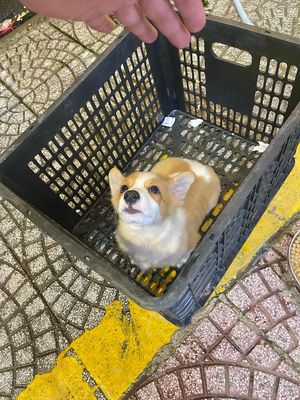 Corgi Nhà đẻ full giấy tờ ,biết đi vệ sinh đúng ch. Mua bán Chó tại Quận Thanh Khê Đà Nẵng được đăng bởi Chaien Pet Shop