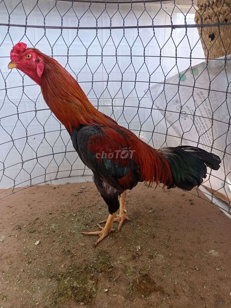 Gà chọi Điều Thái Mỹ Đực. Mua bán Gà tại Huyện Gò Công Tây Tiền Giang được đăng bởi Minh Tỷ hình 1