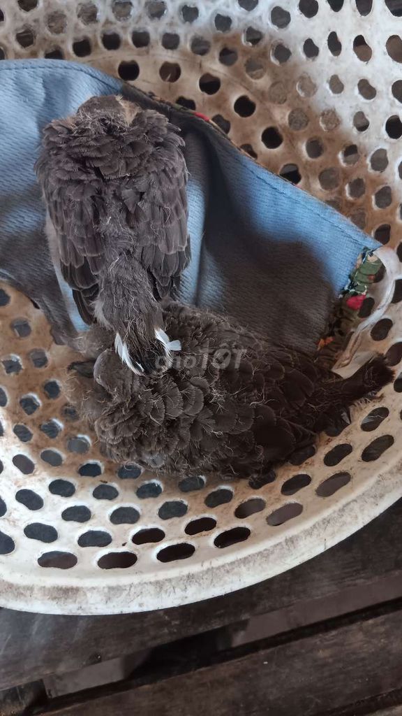 Chim Cú đất non Nâu xám. Mua bán Chim tại Huyện Cầu Ngang Trà Vinh được đăng bởi PhuToan hình 1