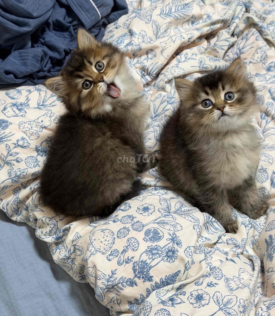 Mèo Siberian look 1.5 tháng Đen. Mua bán Mèo tại Quận Bắc Từ Liêm Hà Nội được đăng bởi Diệu Linh hình 1