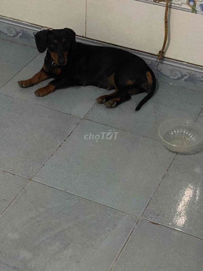 Chó Lạp xưởng cái Đen. Mua bán Chó tại Thành phố Thuận An Bình Dương được đăng bởi Long Bi hình 1