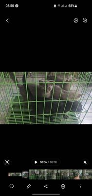 Mèo 2 tháng đã tiêm 1 mũi. Mua bán Mèo tại Thành phố Thủ Đức Tp Hồ Chí Minh được đăng bởi Hoàng Phúc