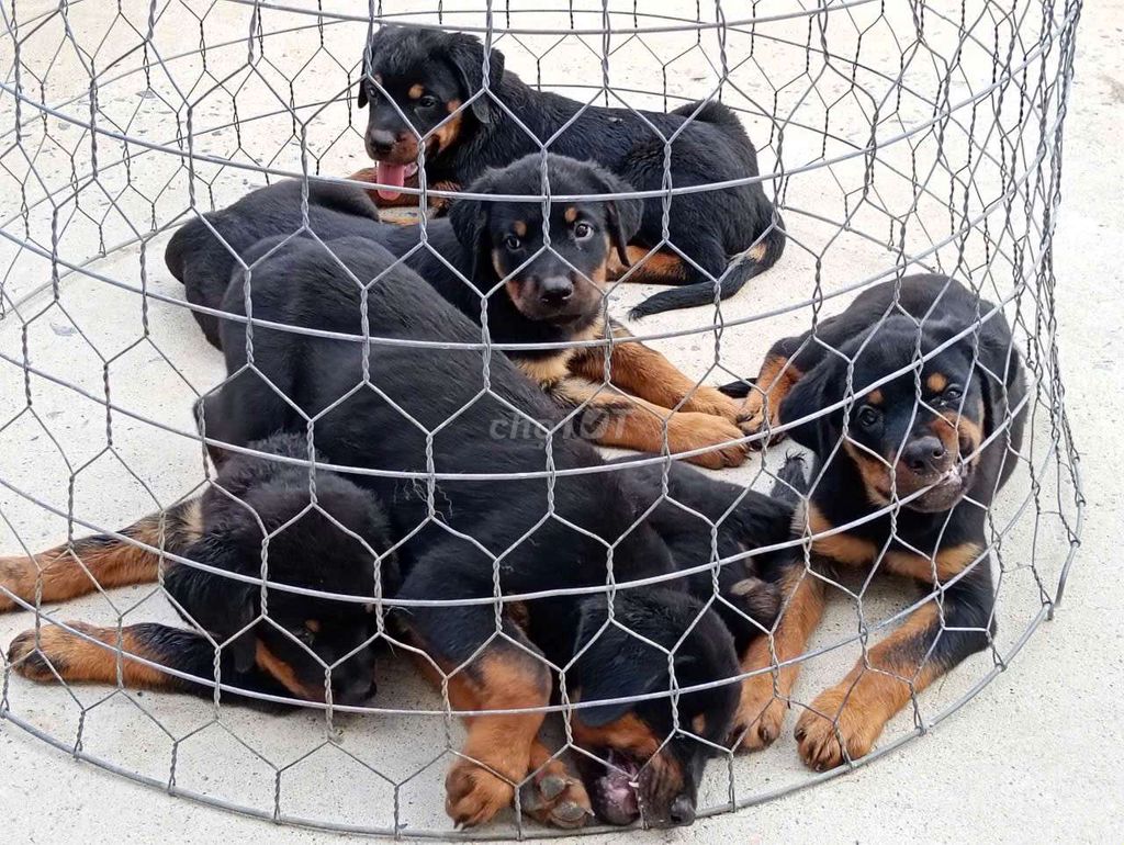 Chó Rottweiler cái đã chích ngừa. Mua bán Chó tại Thị xã Bến Cát Bình Dương được đăng bởi thuy tran hình 1