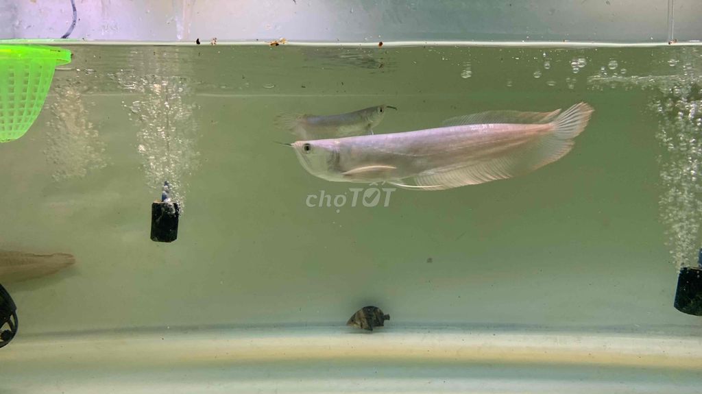 Cá Rồng Ngân Long size 20-25cm cá chuẩn ko tật lỗi