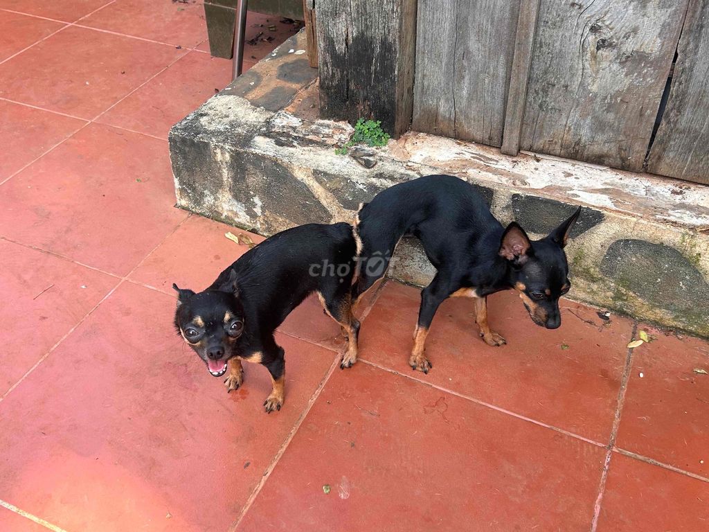 Chó Chihuahua cái trưởng thành. Mua bán Chó tại Thành phố Buôn Ma Thuột Đắk Lắk được đăng bởi Lê Văn Nhật Huy hình 1