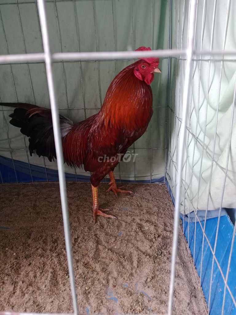 Khét 2kg7. Mua bán Gà tại Huyện Long Phú Sóc Trăng được đăng bởi gà việt lai  hình 1