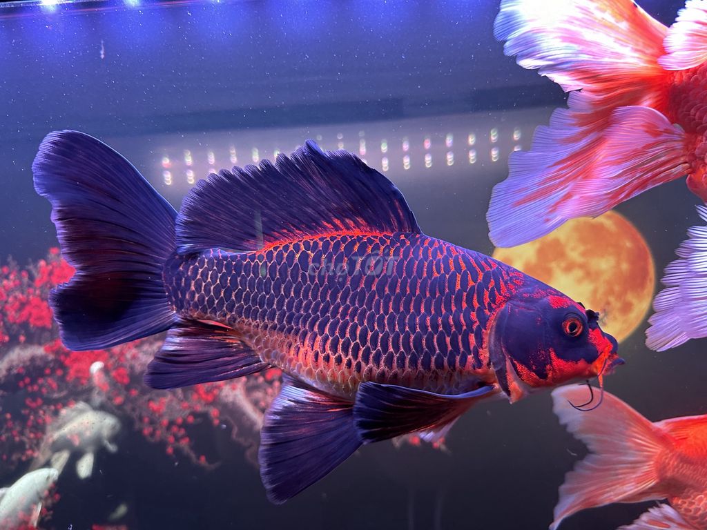 Xe điện yadea ossy.. Mua bán Xe điện tại Huyện Đắk Mil Đắk Nông được đăng bởi Nguyễn Tuyển hình 2