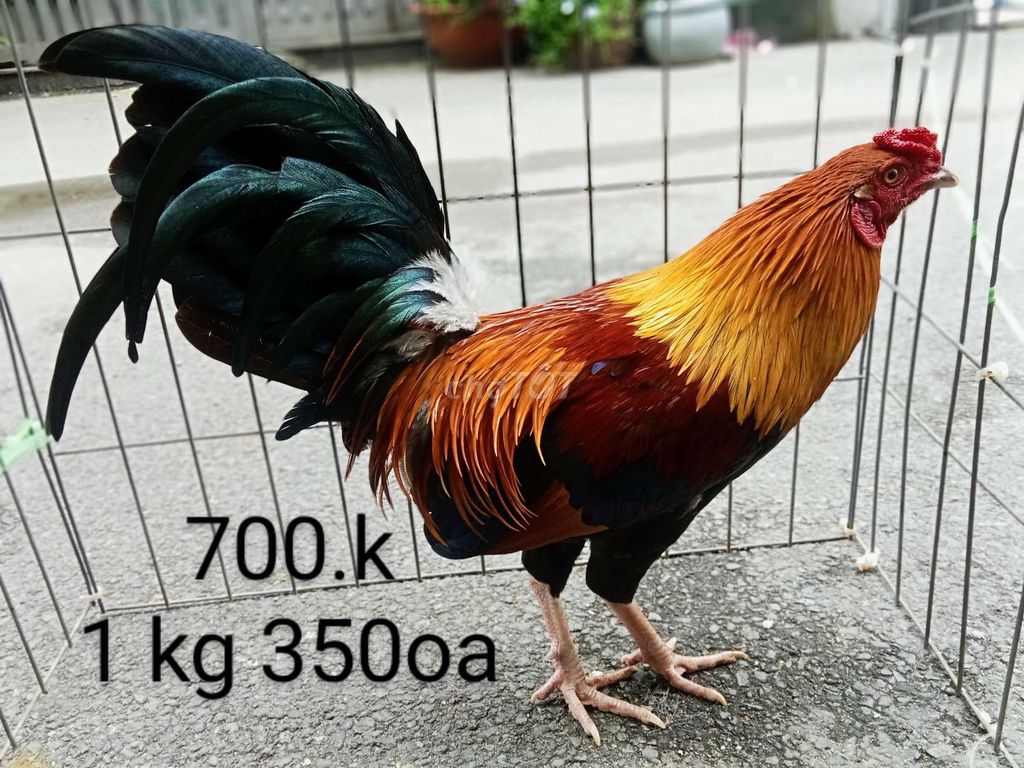 1 kg 350oa ae ai hợp lh mình nhé