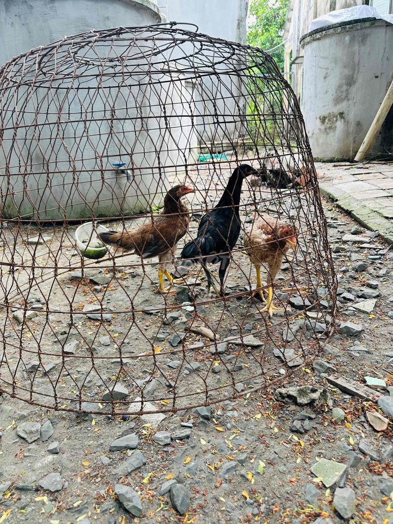 Gà  mái nòi 3 tháng. Mua bán Gà tại Huyện Bến Lức Long An được đăng bởi Phong hình 1