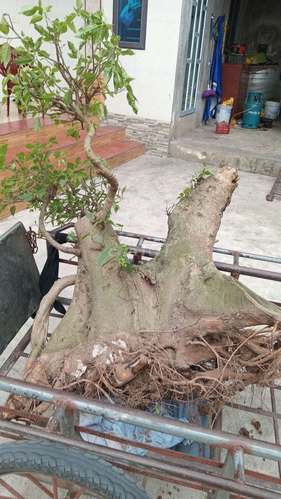 Cây sung gốc bonsai. Mua bán Cây cảnh, đồ trang trí tại Huyện Nghĩa Hưng Nam Định được đăng bởi Nguyentuan  hình 1