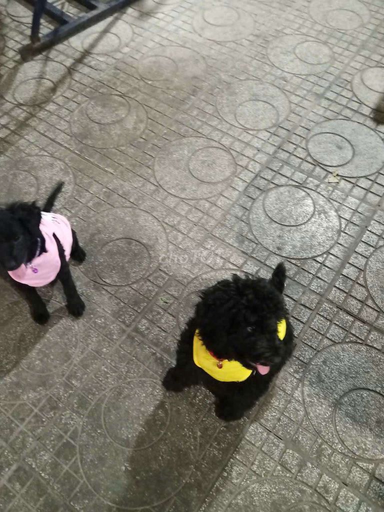 Chó Poodle Đen Đực Cái. Mua bán Chó tại Huyện Củ Chi Tp Hồ Chí Minh được đăng bởi Hoa Phu Dung hình 1