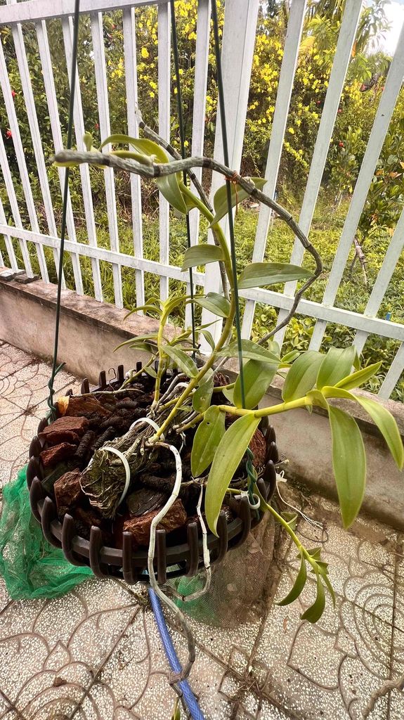 Lan lâu năm. Mua bán Cây cảnh, đồ trang trí tại Huyện Kế Sách Sóc Trăng được đăng bởi Duong Hoang An hình 1