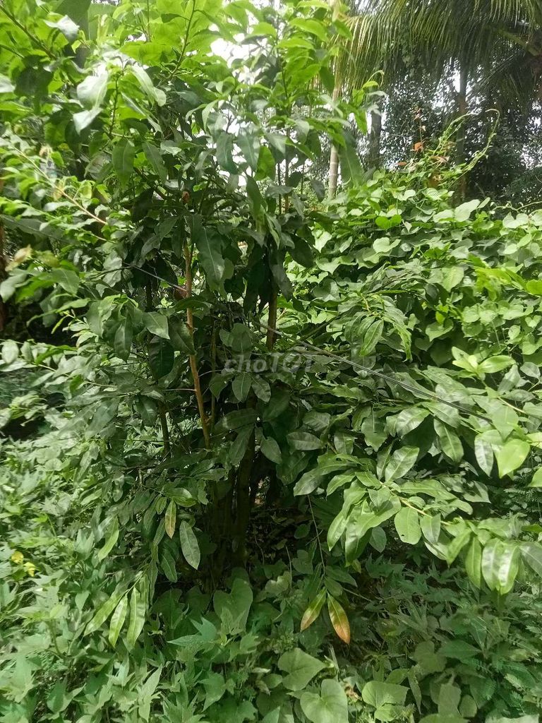 Mai giảo Thủ Đức hoành 25, 6-12 cành. Mua bán Cây cảnh, đồ trang trí tại Quận Cái Răng Cần Thơ được đăng bởi  phố  cần Thơ  hình 1