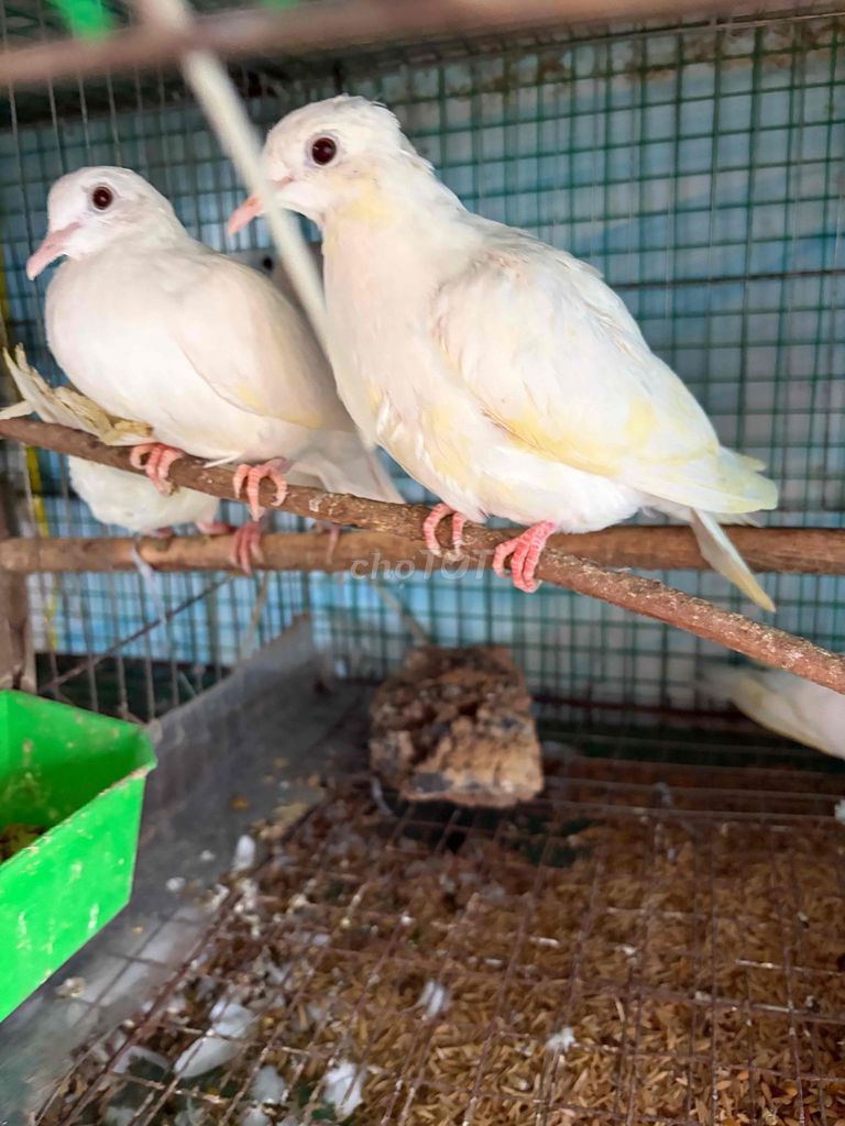Chim cu Pháp trưởng thành khỏe mạnh. Mua bán Chim tại Quận 3 Tp Hồ Chí Minh được đăng bởi Bích Dương hình 1