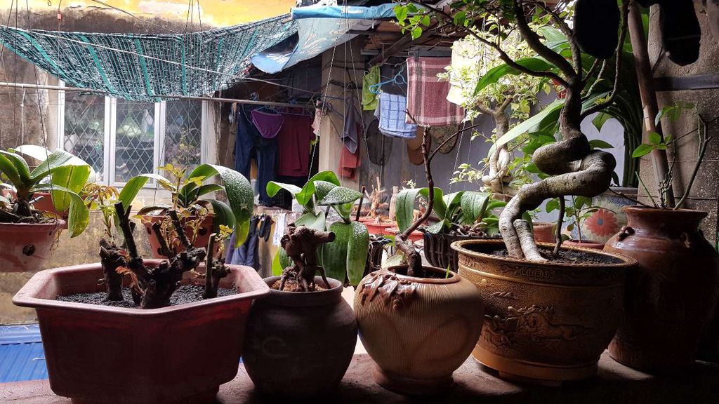 Mai vàng giống Thanh mai đã qua sử dụng. Mua bán Cây cảnh, đồ trang trí tại Quận Lê Chân Hải Phòng được đăng bởi Manh Nguyen hình 1