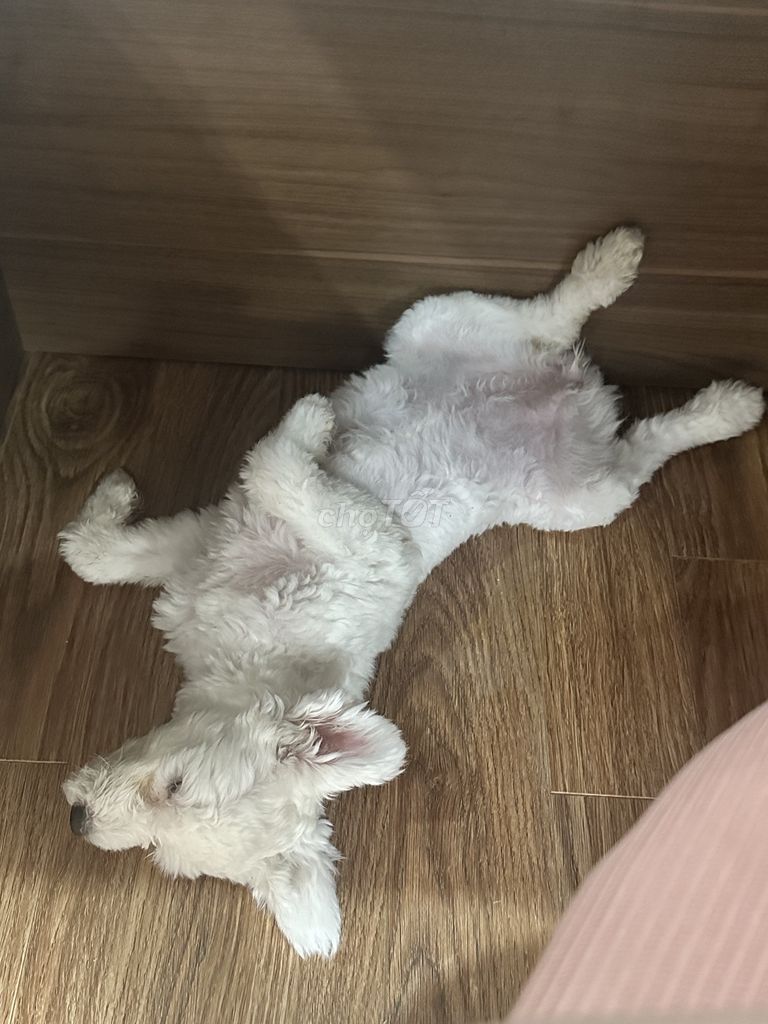 Poodle tai gấu,trắng,Lông đẹp,Đã tiêm đầy đủ. Mua bán Chó tại Quận Nam Từ Liêm Hà Nội được đăng bởi Trịnh Anh Tùng hình 5