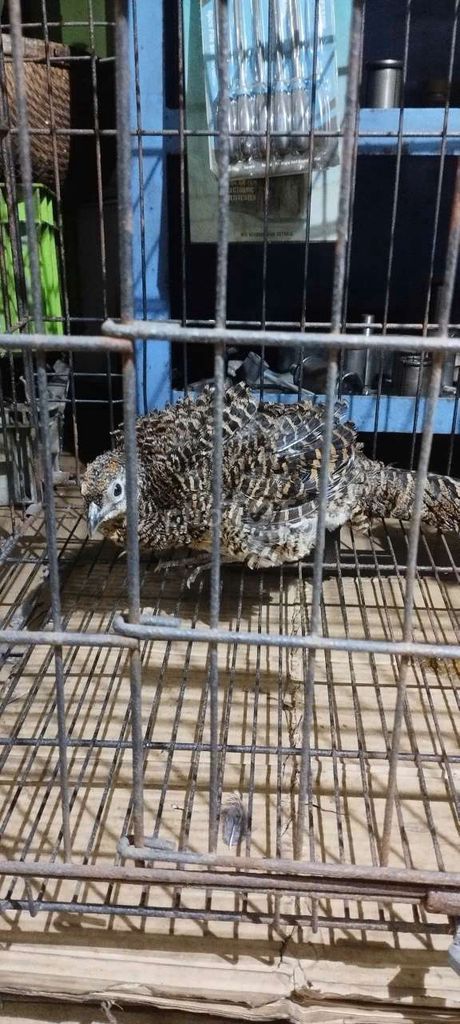 Cặp chim trĩ trống mái. Mua bán Chim tại Quận Bình Tân Tp Hồ Chí Minh được đăng bởi Trân Huyền hình 1