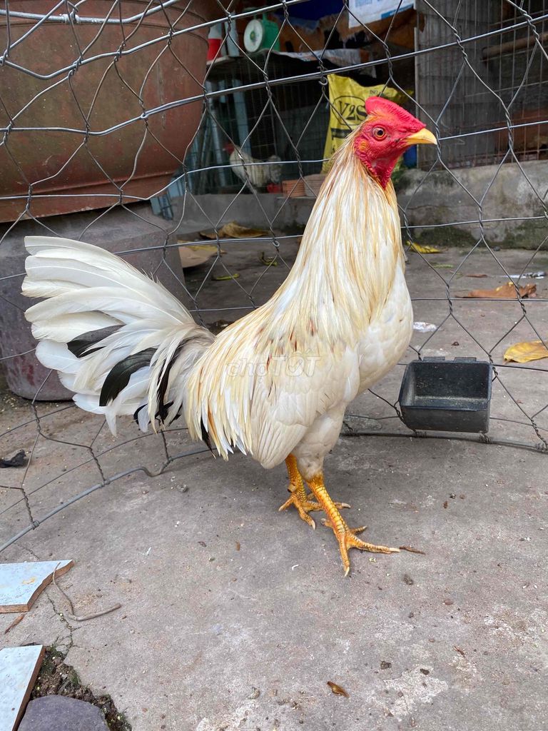 Gà trống 1.28kg đực Trắng vàng. Mua bán Gà tại Thành phố Thủ Đức Tp Hồ Chí Minh được đăng bởi Sĩ hình 1