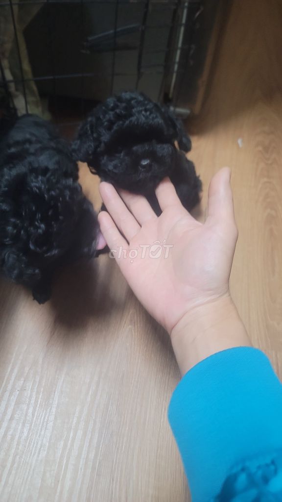 Ai yêu 2 e Poodle cái siêu đáng yêu ạ!