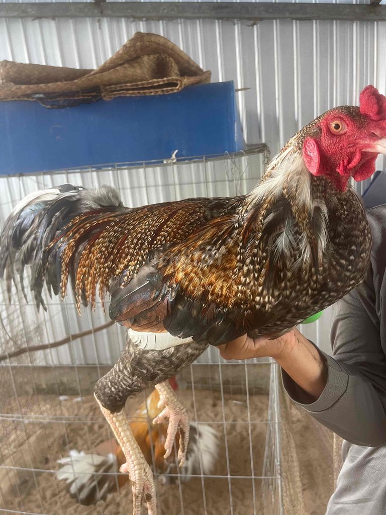 Gà Đực Đa sắc 3.2kg. Mua bán Gà tại Huyện Tân Hiệp Kiên Giang được đăng bởi Son Nguyen hình 1