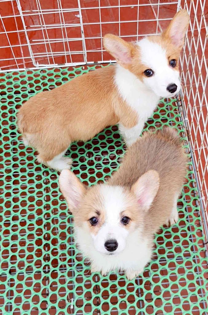 Corgi