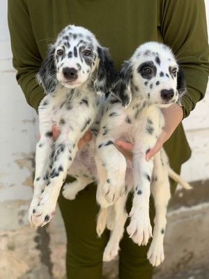CHÓ ĐỐM LÔNG DÀI ( longcoat dalmatian ) siêu hiếm. Mua bán Chó tại Quận 7 Tp Hồ Chí Minh được đăng bởi Tạp Hóa Đốm