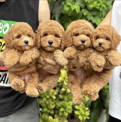 chó tini poodle 3 cái 1 đực tìm chủ mới. Mua bán Chó tại Quận Hai Bà Trưng Hà Nội được đăng bởi Nguyễn Hữu