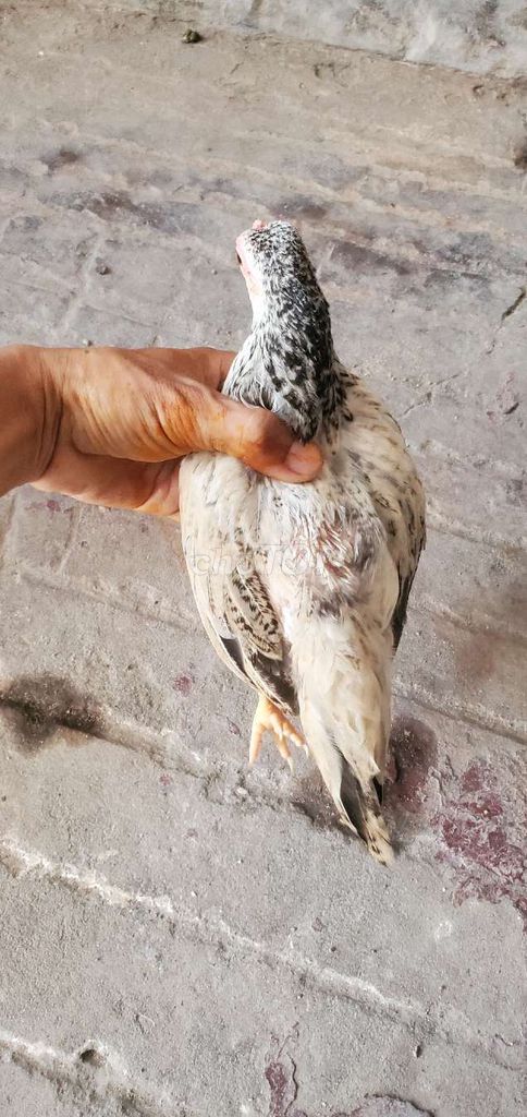 Gà mái Trắng đen 4.5-5.5 tháng làm cảnh. Mua bán Gà tại Huyện Tân Hiệp Kiên Giang được đăng bởi Ha DANG hình 1