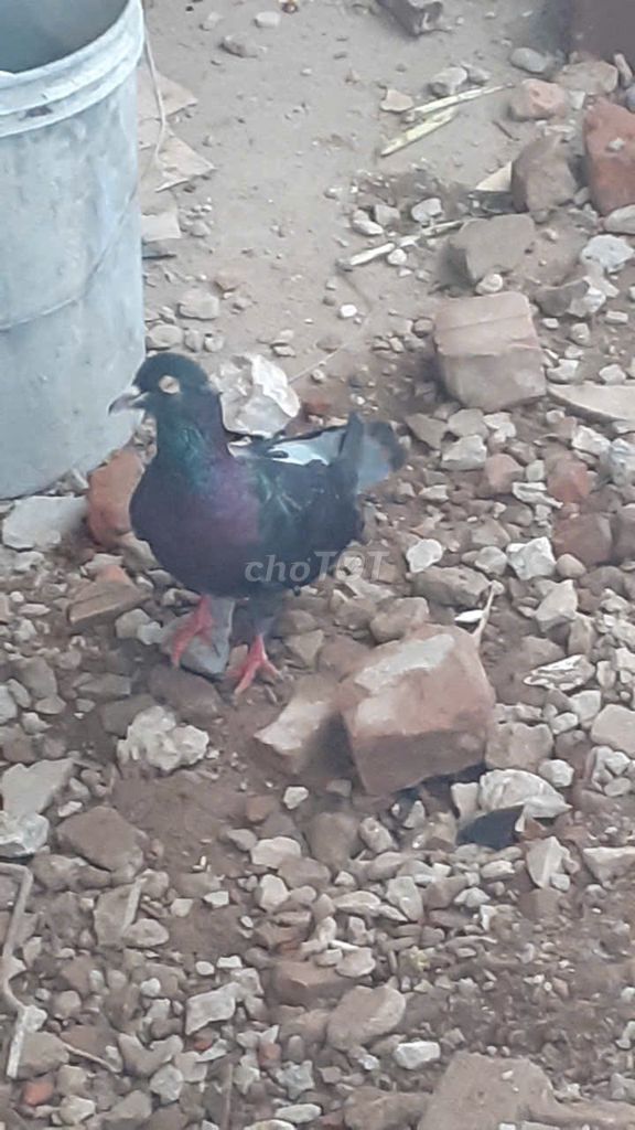 Chim bồ câu Mỹ đen trống. Mua bán Chim tại Huyện Thanh Trì Hà Nội được đăng bởi Đào hình 1