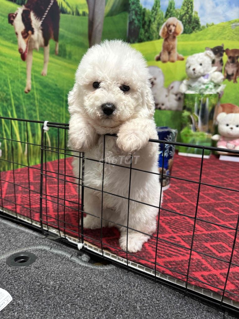 Chó Bichon Frise cái màu Trắng. Mua bán Chó tại Huyện Cẩm Giàng Hải Dương được đăng bởi Đào Thị Phương hình 1